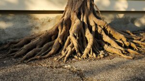 fig tree roots damage