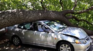 tree damage car coverage