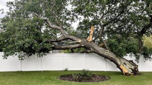 tree damage coverage inquiry