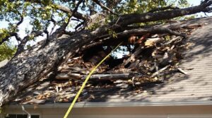 tree damage coverage inquiry