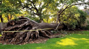 tree damage insurance coverage