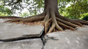 tree roots damaging foundation