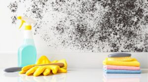 black mold removal guide