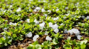 hail impacts rooftop gardens